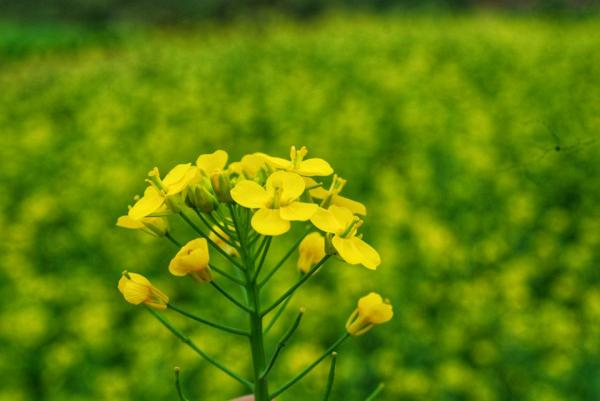 Những câu thơ trong veo màu nắng